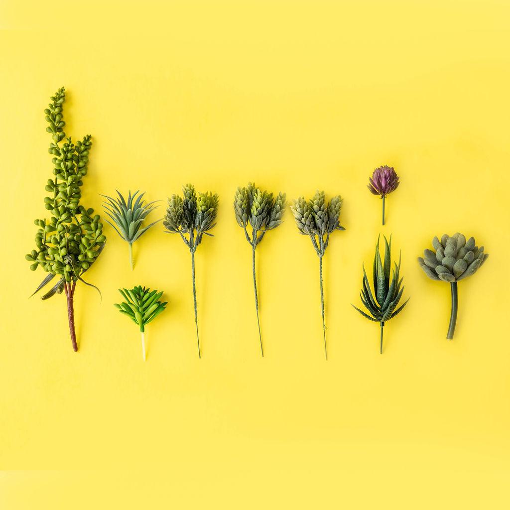 Wall Terrarium Kit | Amazing Pinatas