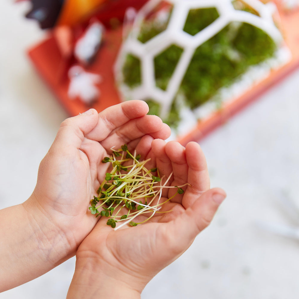 
                  
                    Microgreens Pop-Up Kit | Amazing Pinatas 
                  
                