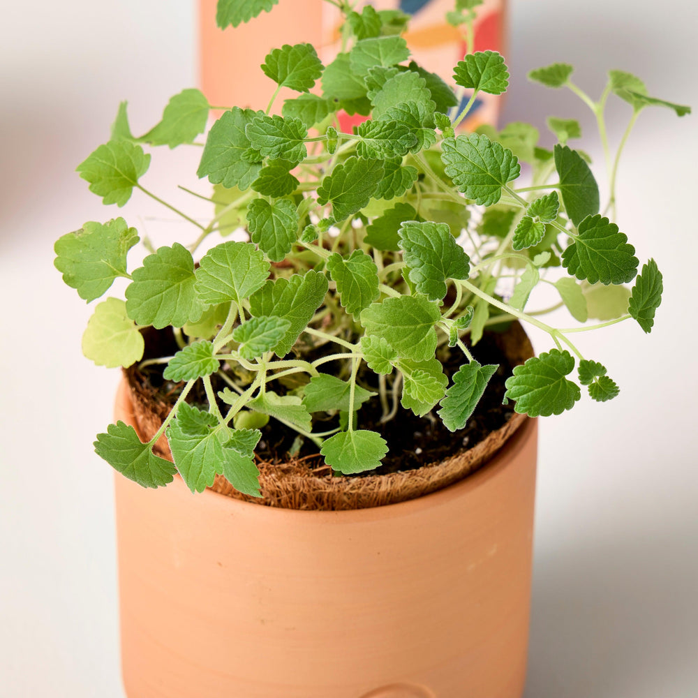 
                  
                    Pet Tiny Terracotta Grow Kits | Amazing Pinatas 
                  
                