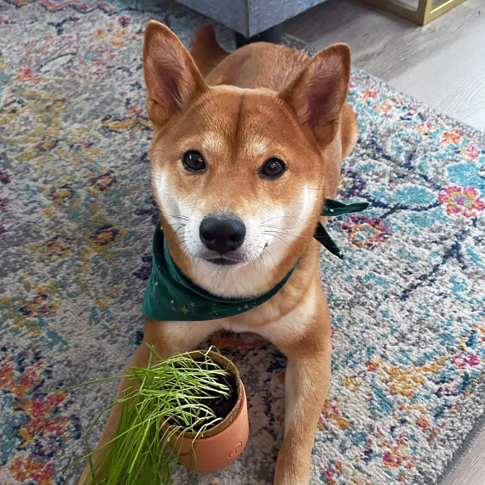 
                  
                    Pet Tiny Terracotta Grow Kits | Amazing Pinatas 
                  
                