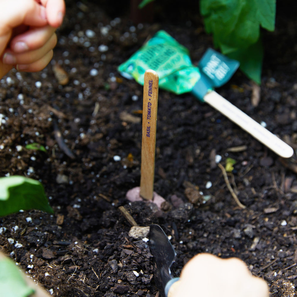 
                  
                    Seed Lollipop - Culinary | Amazing Pinatas 
                  
                