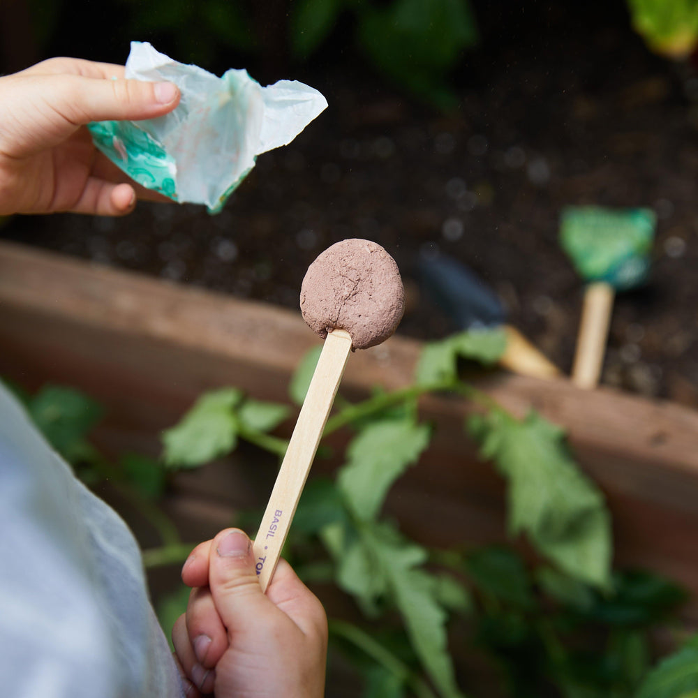 
                  
                    Seed Lollipop - Culinary | Amazing Pinatas 
                  
                