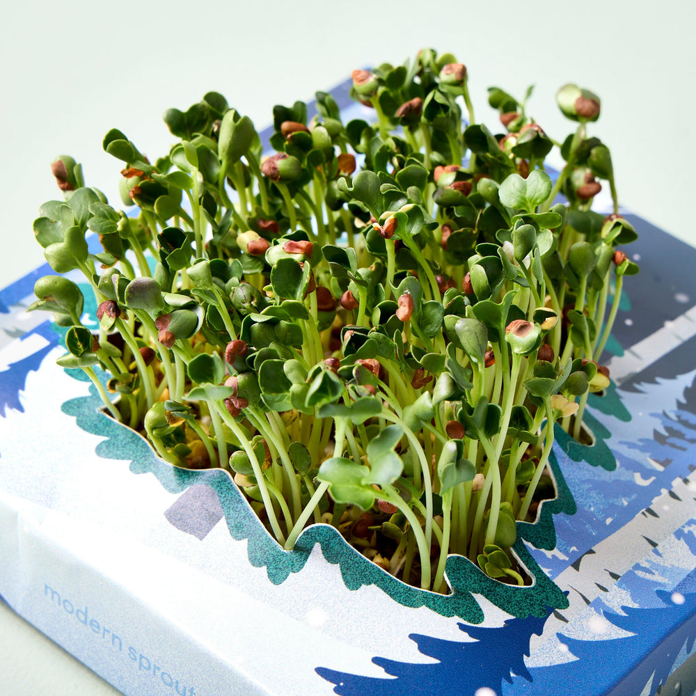 
                  
                    Winter Wonderland Microgreens Kit | Amazing Pinatas 
                  
                